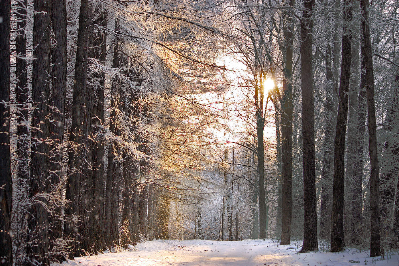 Морозный закат на кордоне