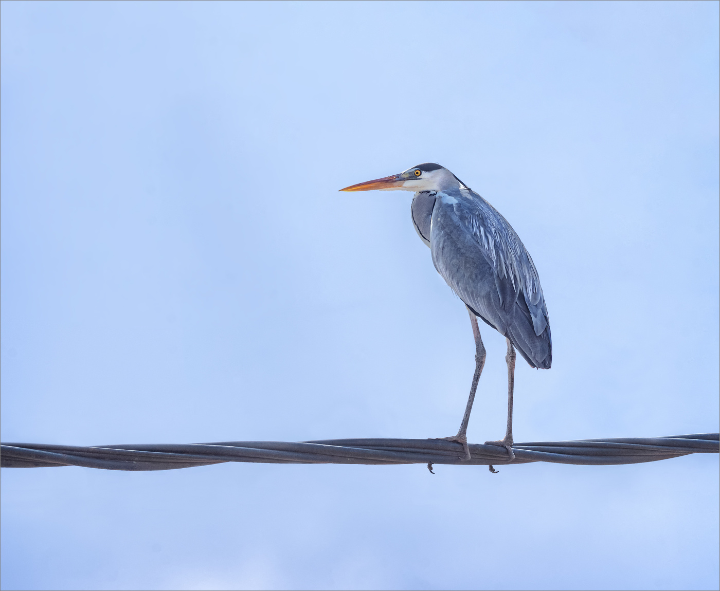 Эквилибристка