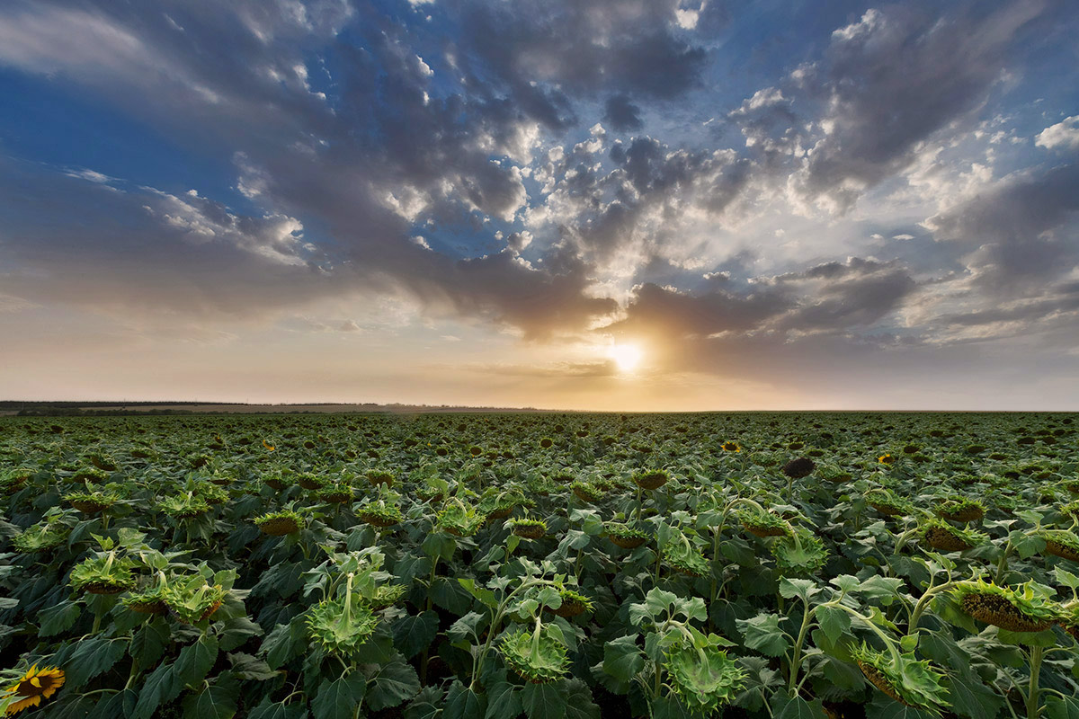 Отцвели подсолнухи