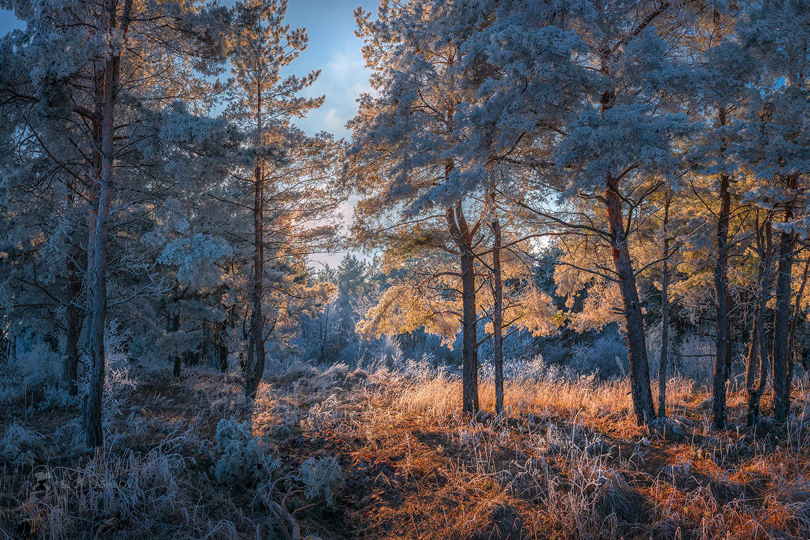 Лёгкость соснового воздуха