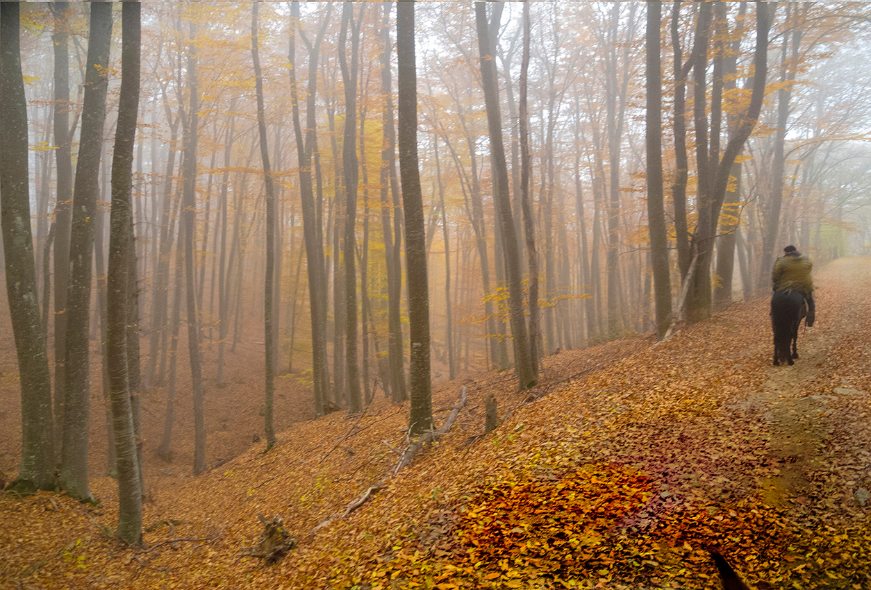По лесным тропинкам
