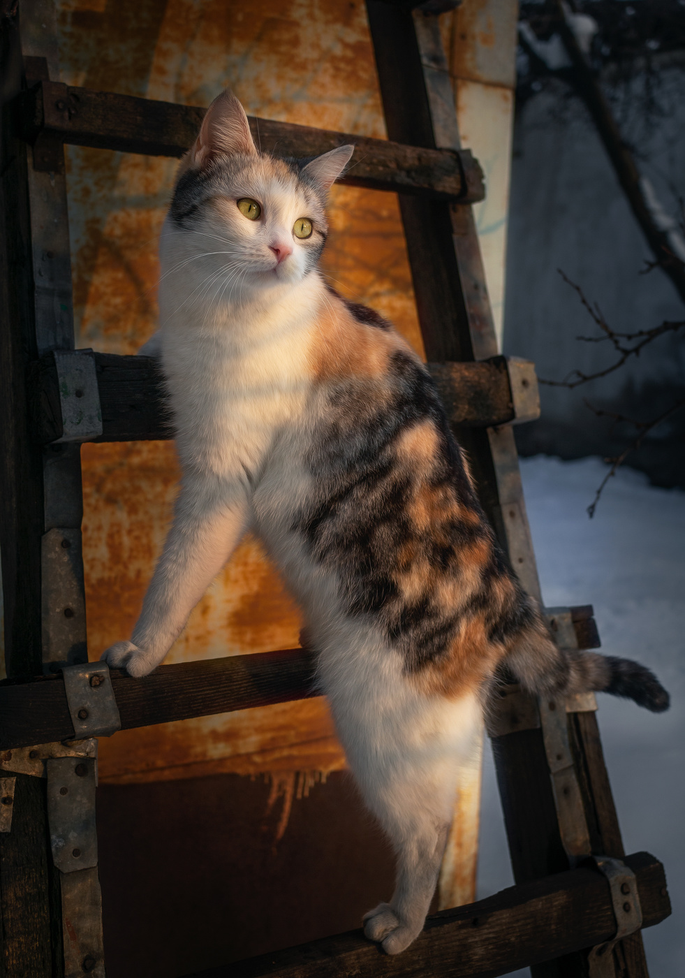 Моё время, проведённое с моей кошкой, никогда не бывает потрачено в пустую...