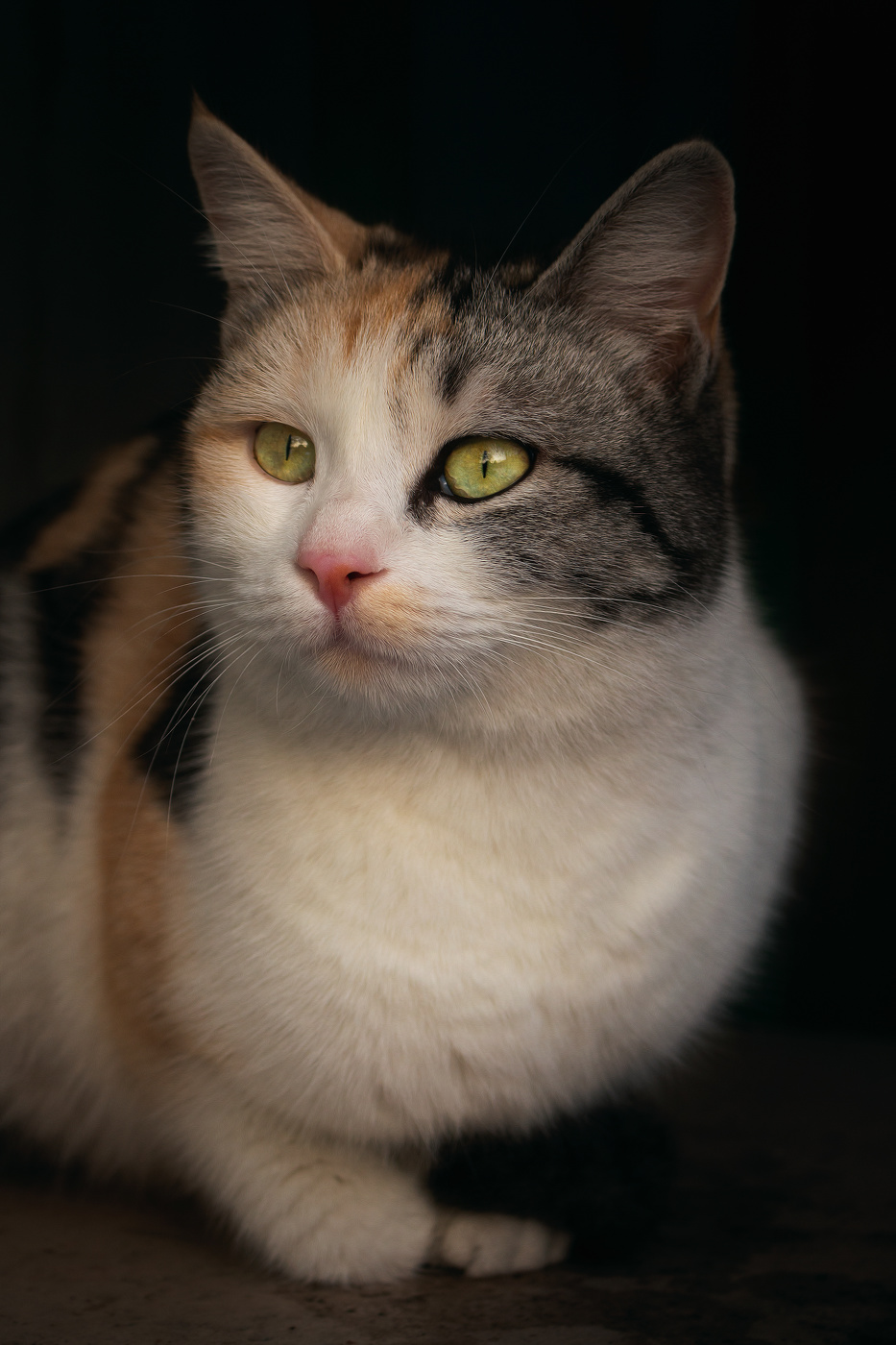 Котопортрет Марселы...