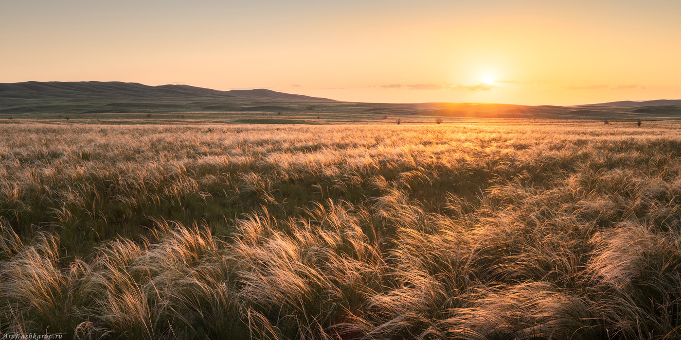 "Ковыльная степь на закате"