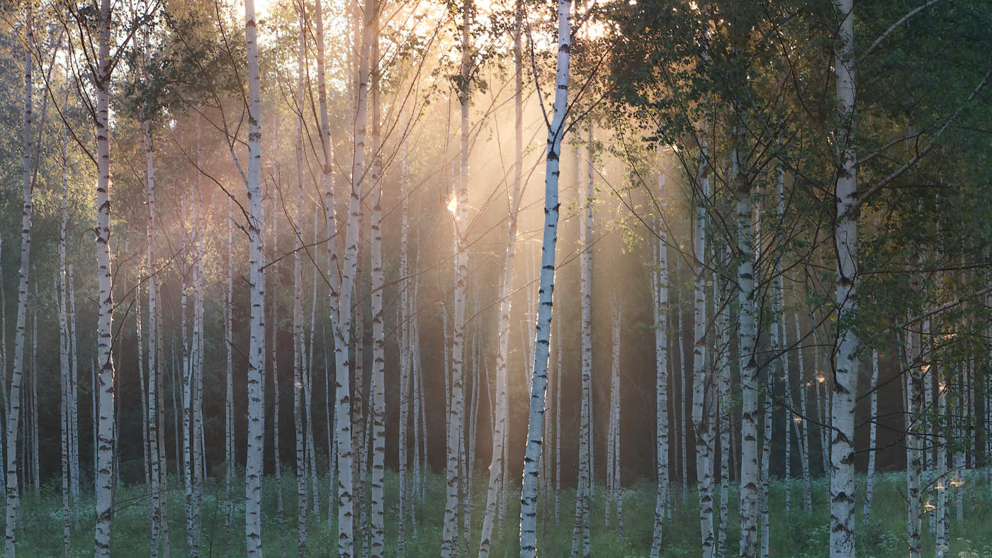 Березовая роща