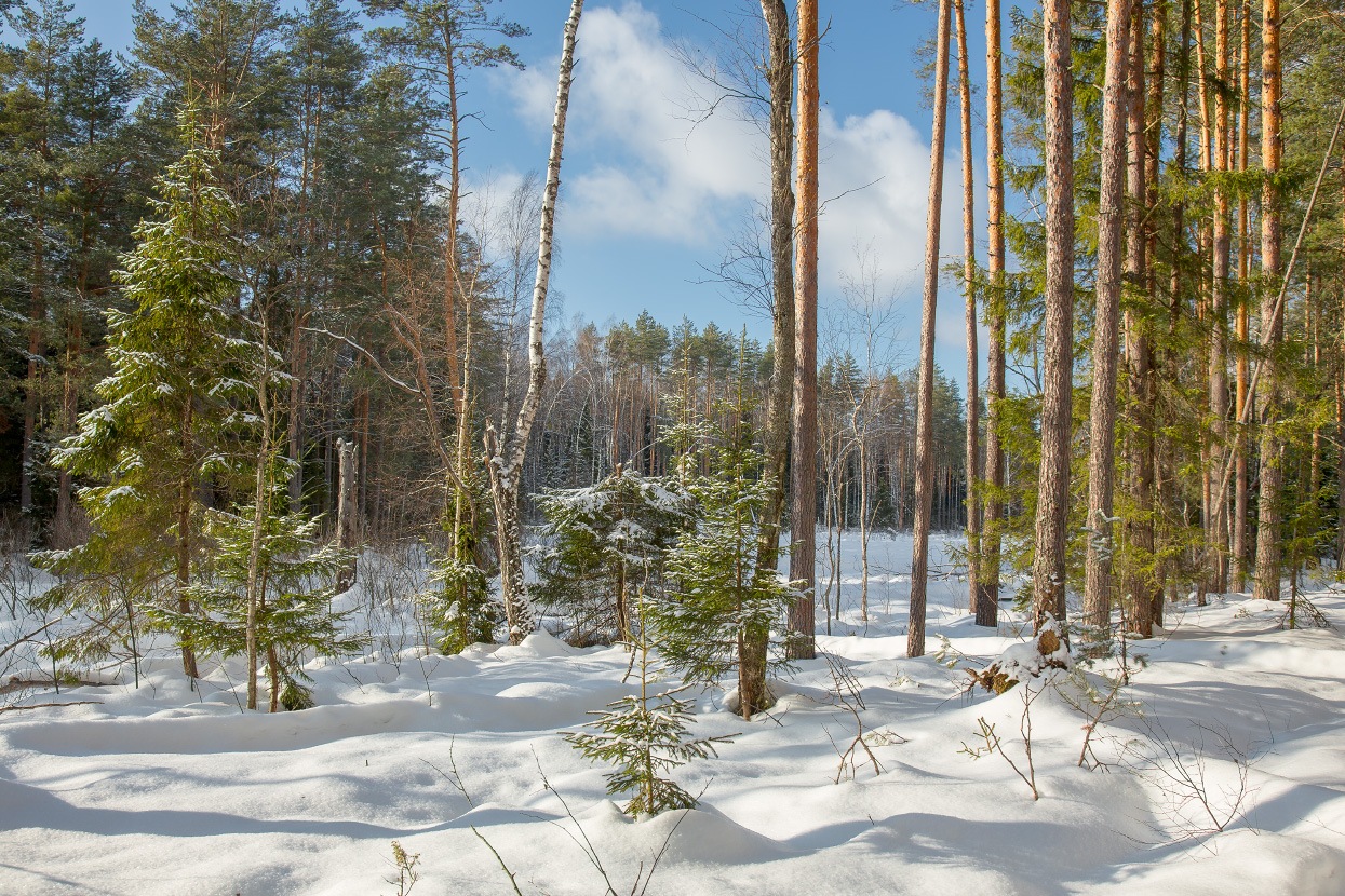 Близ Черной Порзы в солнечный день