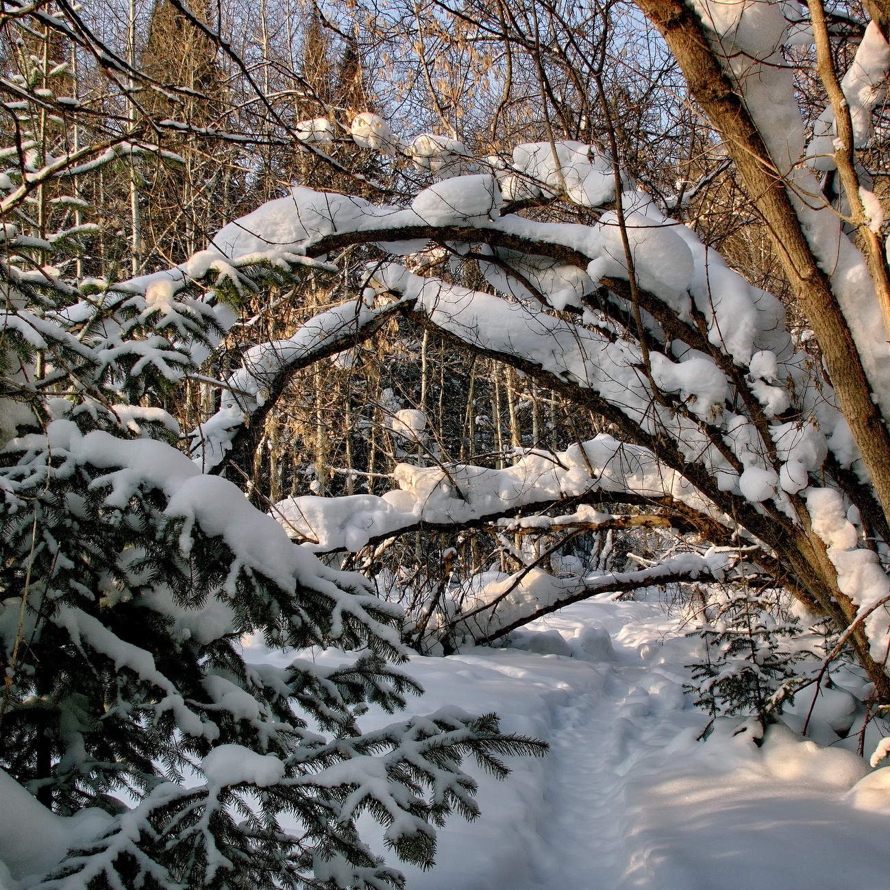 *В заснеженном лесу.**