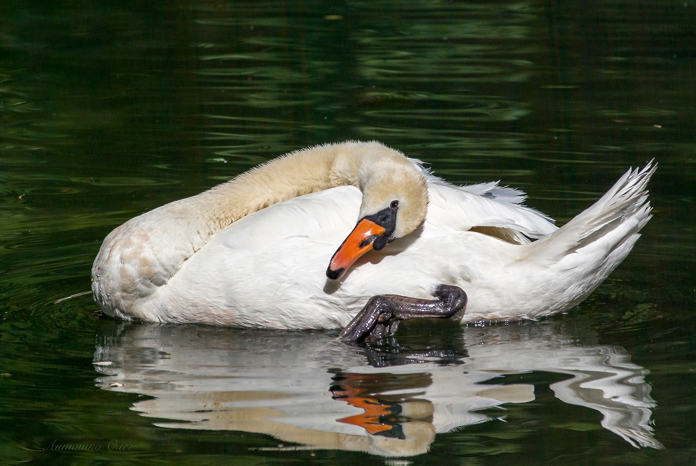 Отдых лебедя в пруду парка Воронцовского дворца.