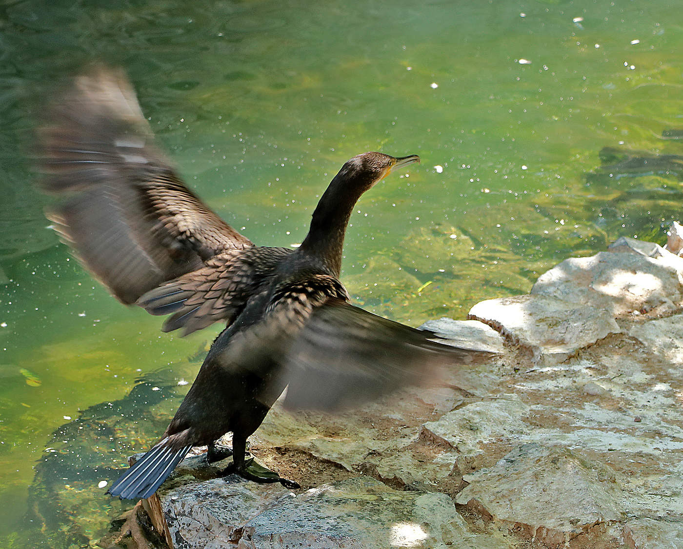 У души есть незримые крылья, Что возносят нас над суетою.