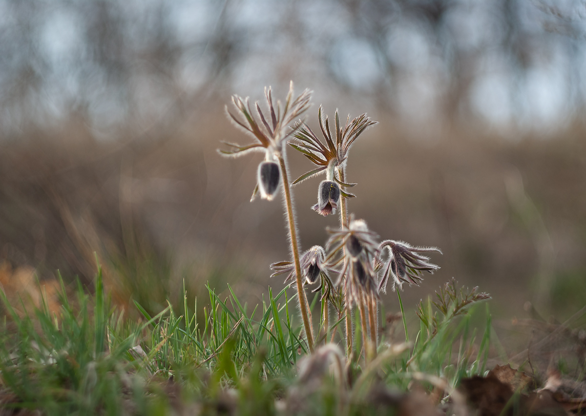 Сны о весне