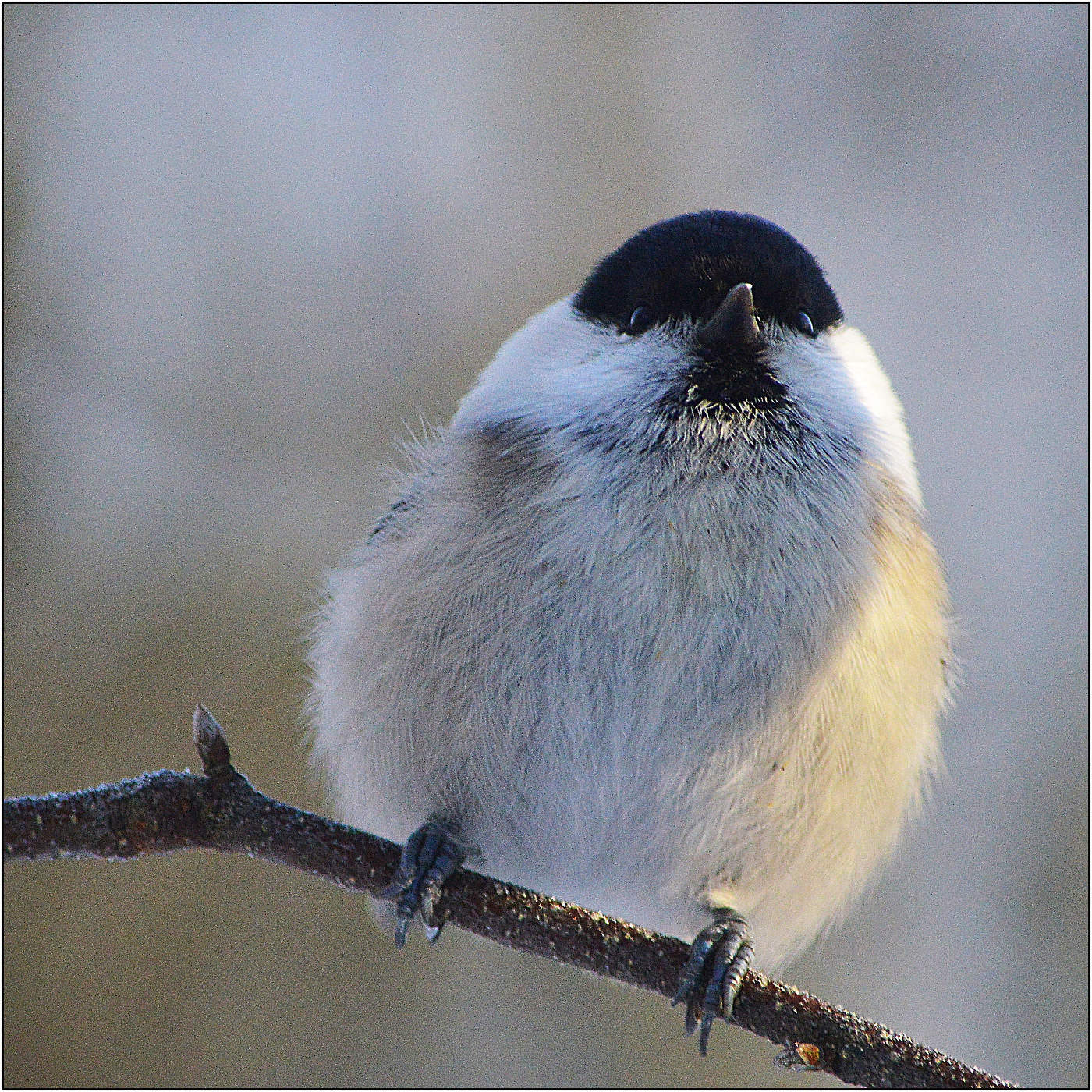 Неуравновешенность.