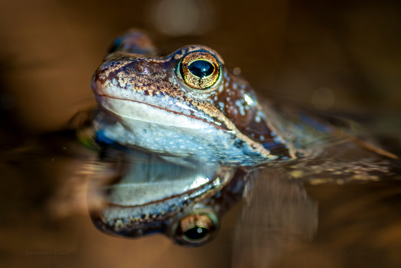 Рядом в луже...