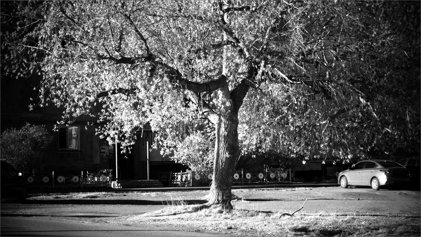 Старый клён