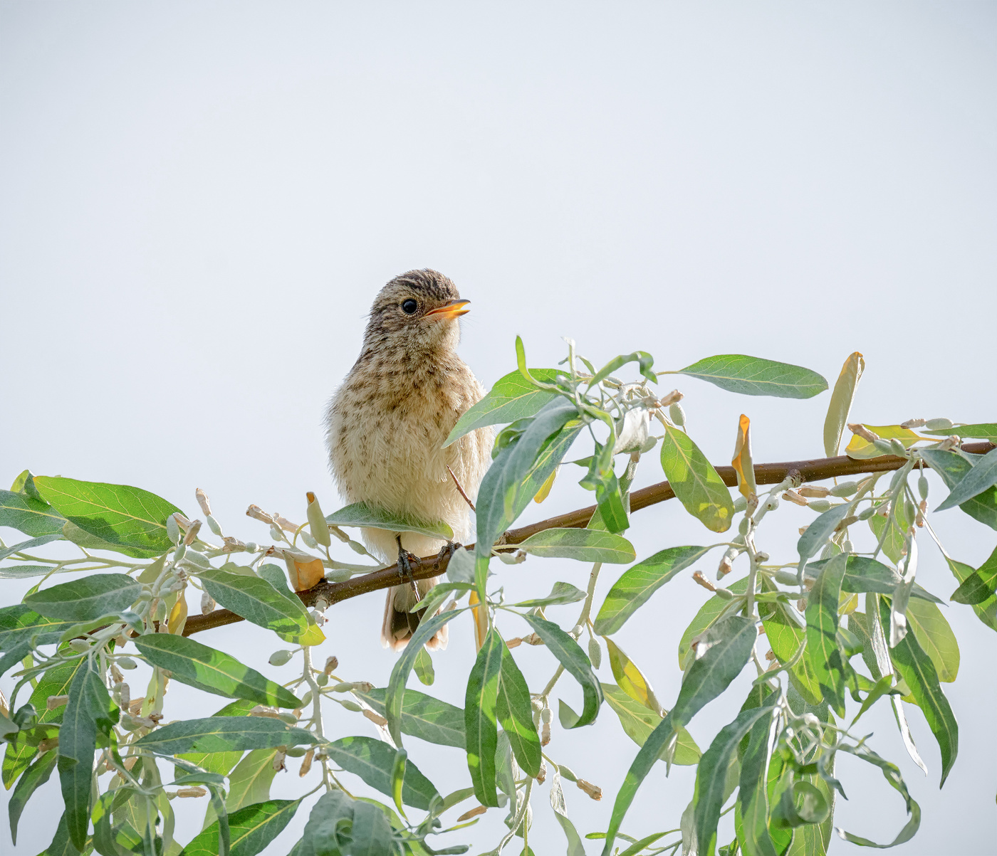птенец черноголового чекана.