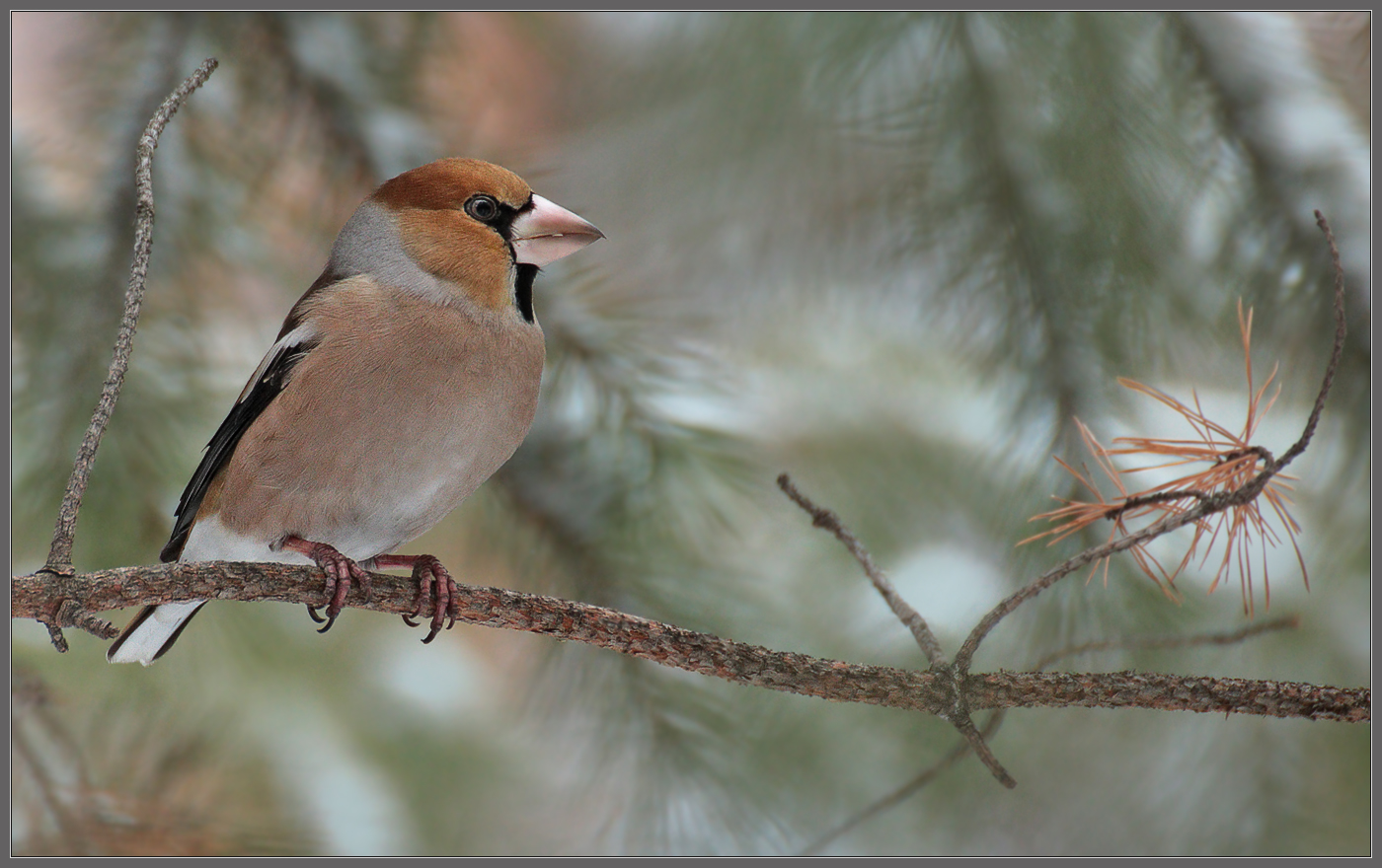 Остался с носом