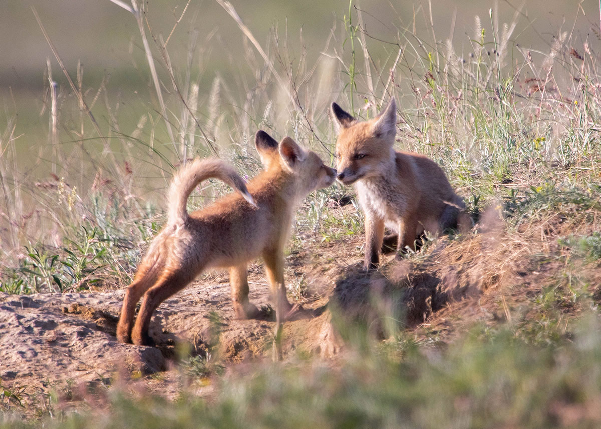 Мелкое жульё