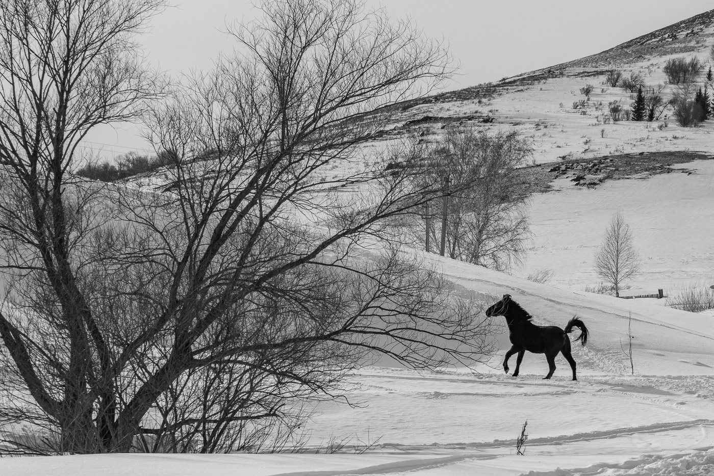 Конь гулял на воле