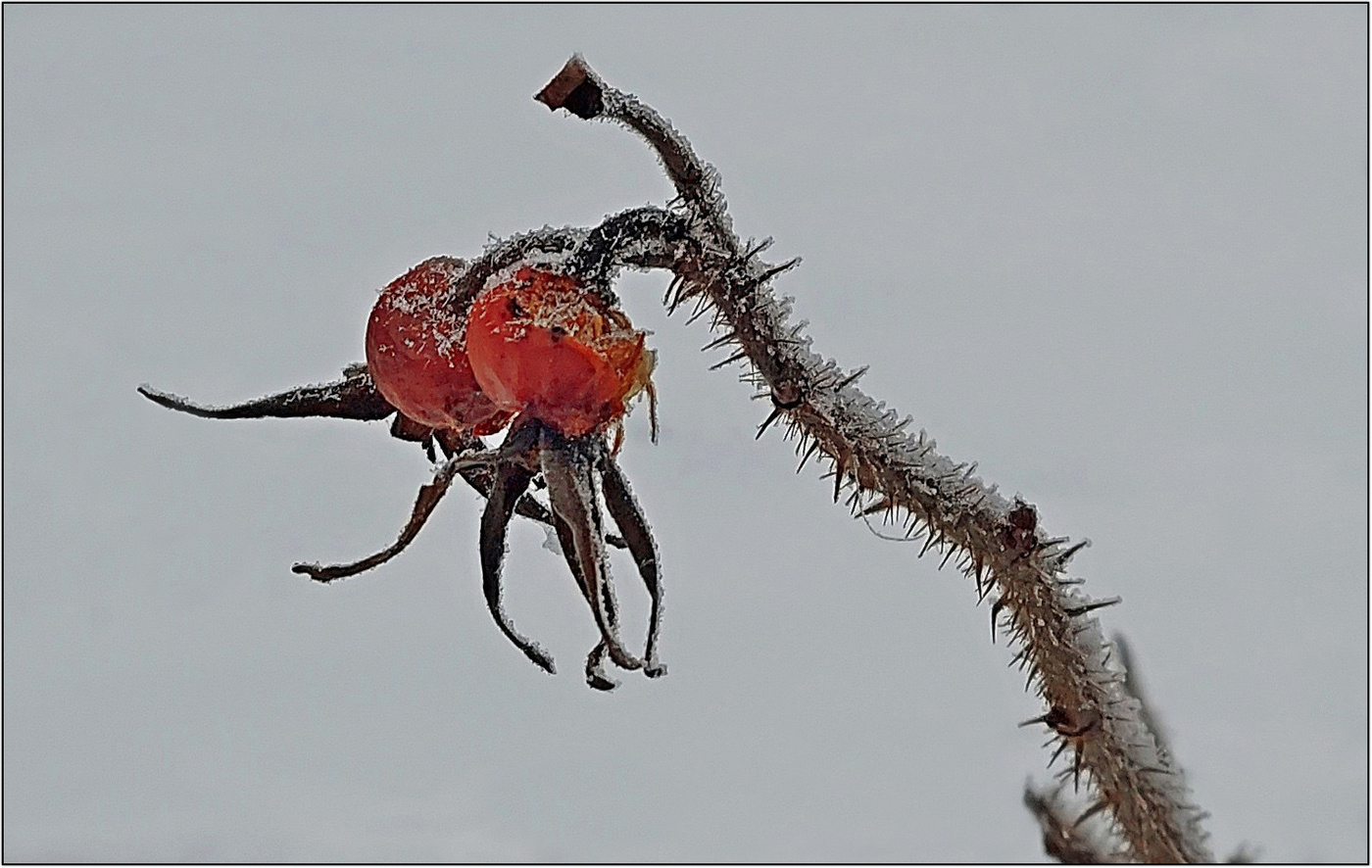 Веточка шиповника.