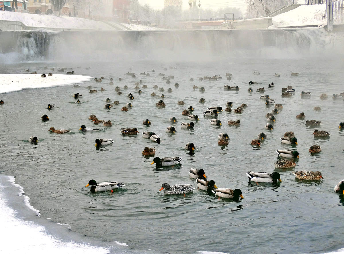 В морозно-туманном плену