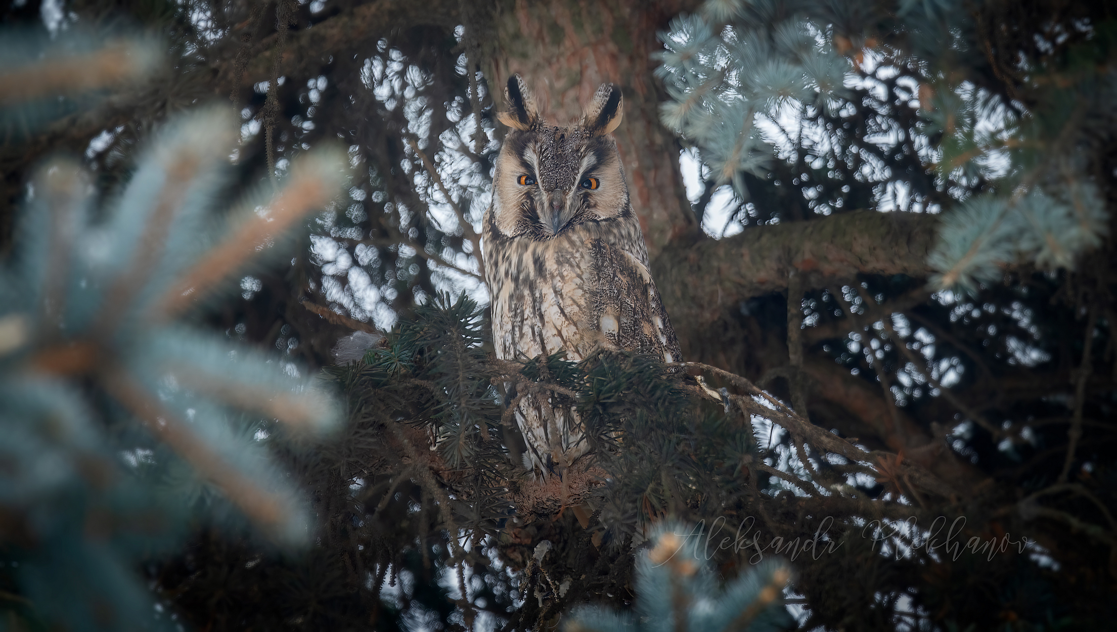 Мастер маскировки