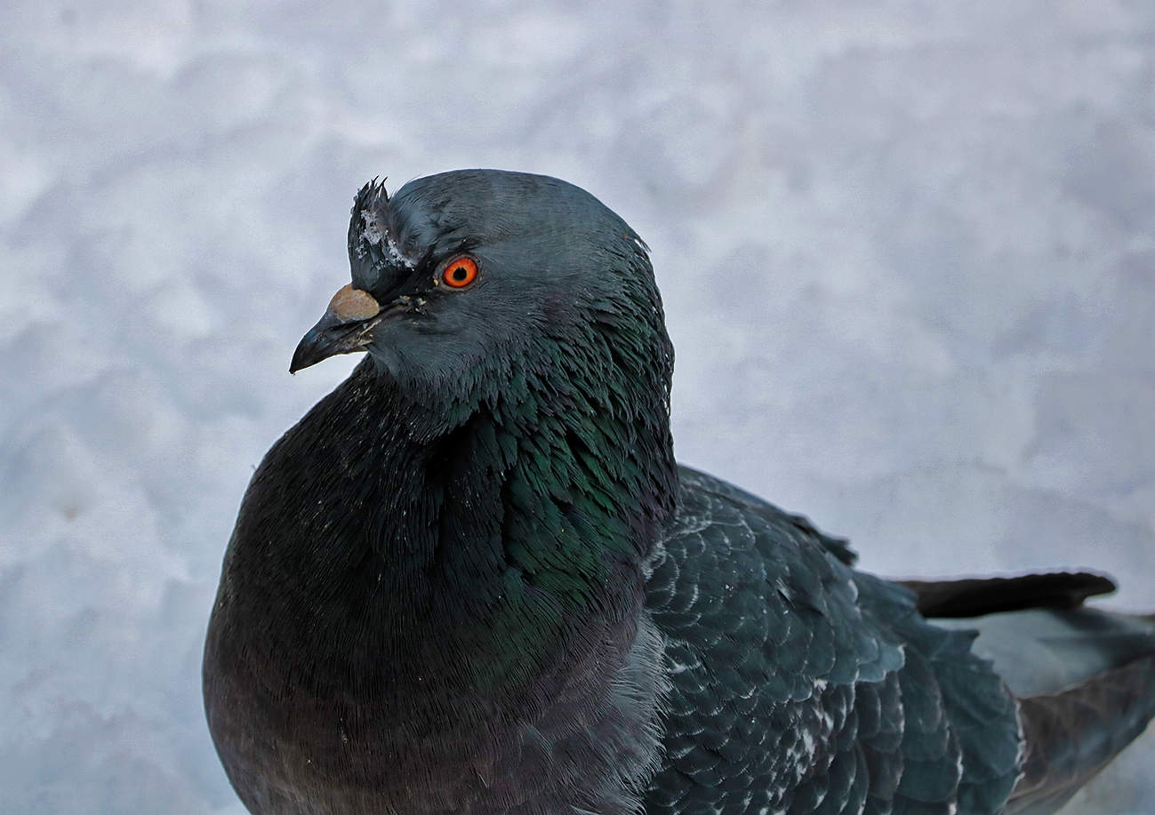 Голубь венценосный