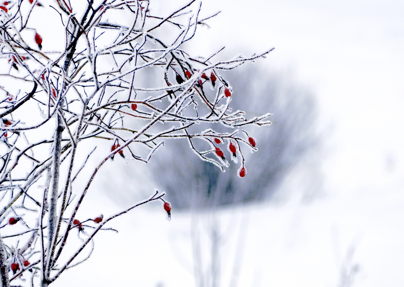 Зимняя зарисовка