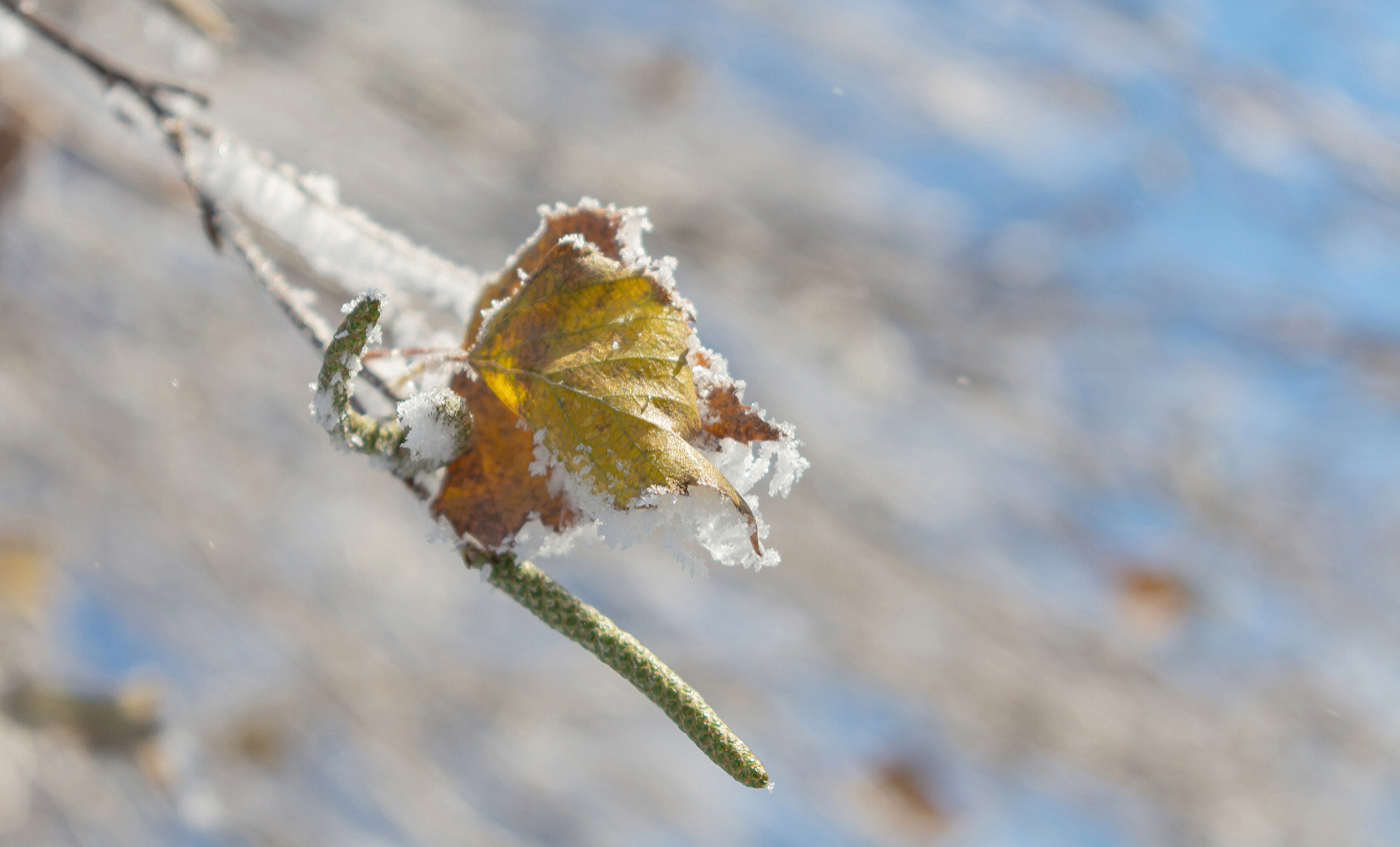 Был первый день Зимы...