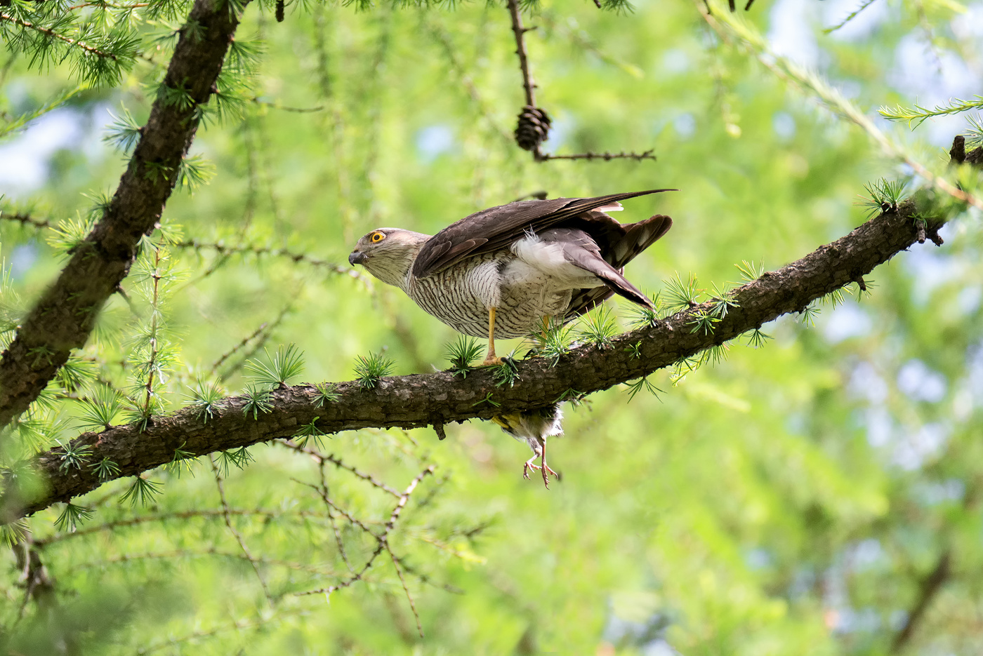 ястреб с добычей.. (ракурс)