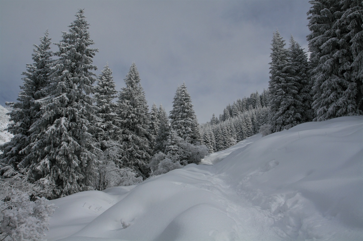 Вдоль тропы