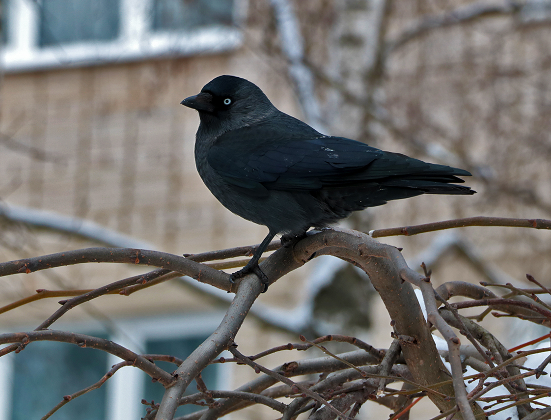 Высоко сижу, далеко гляжу...