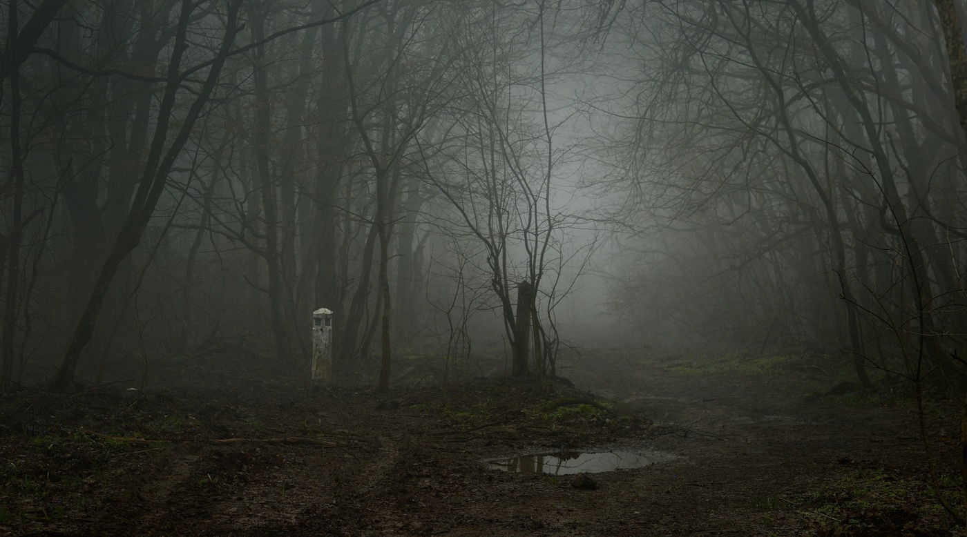 Дорога в лесу