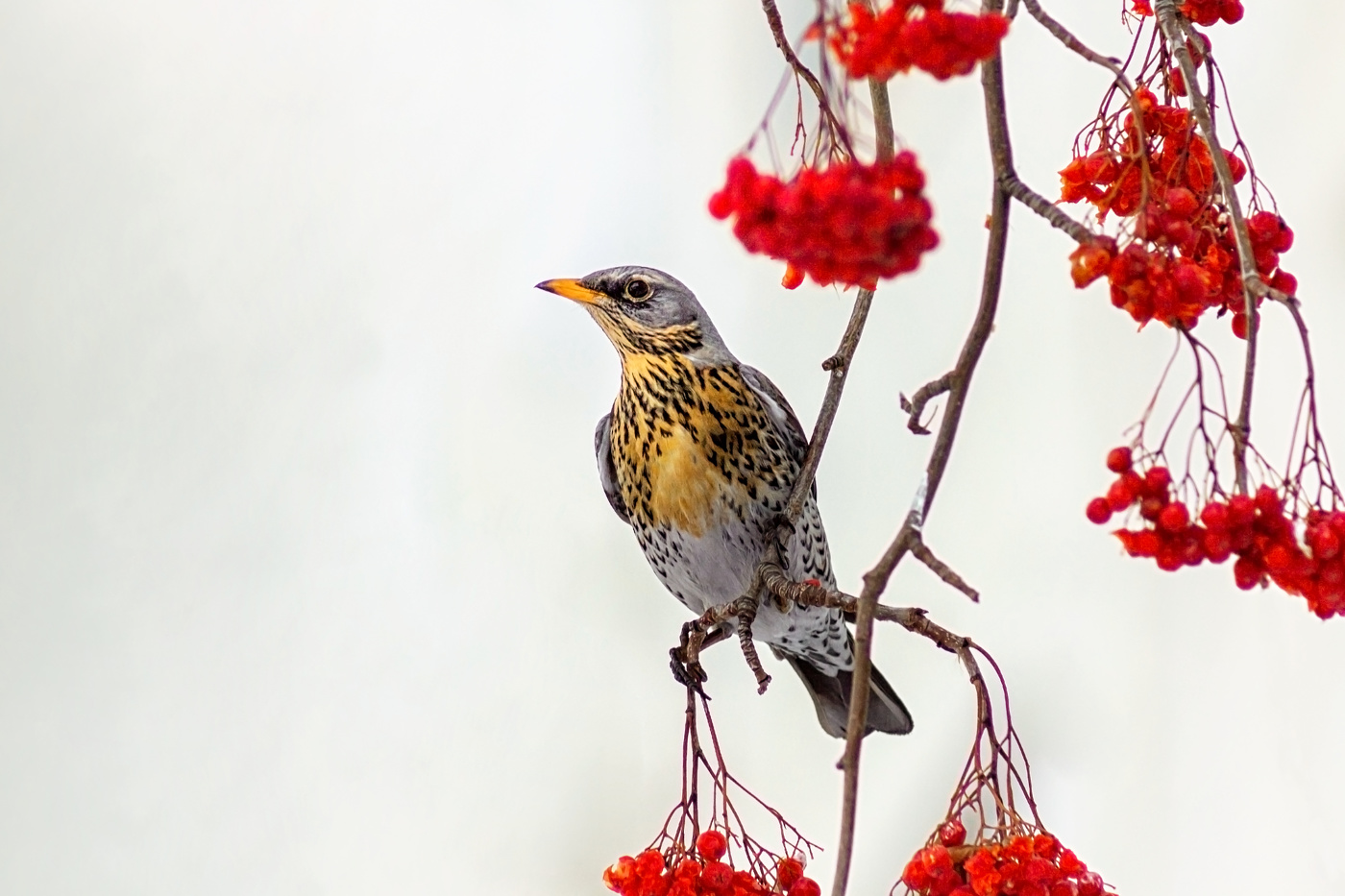 Дрозд-рябинник