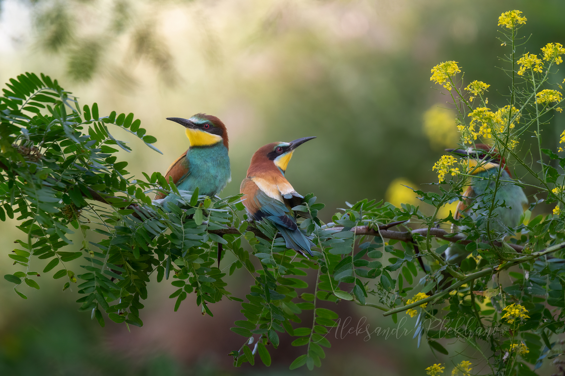 Ветка акации