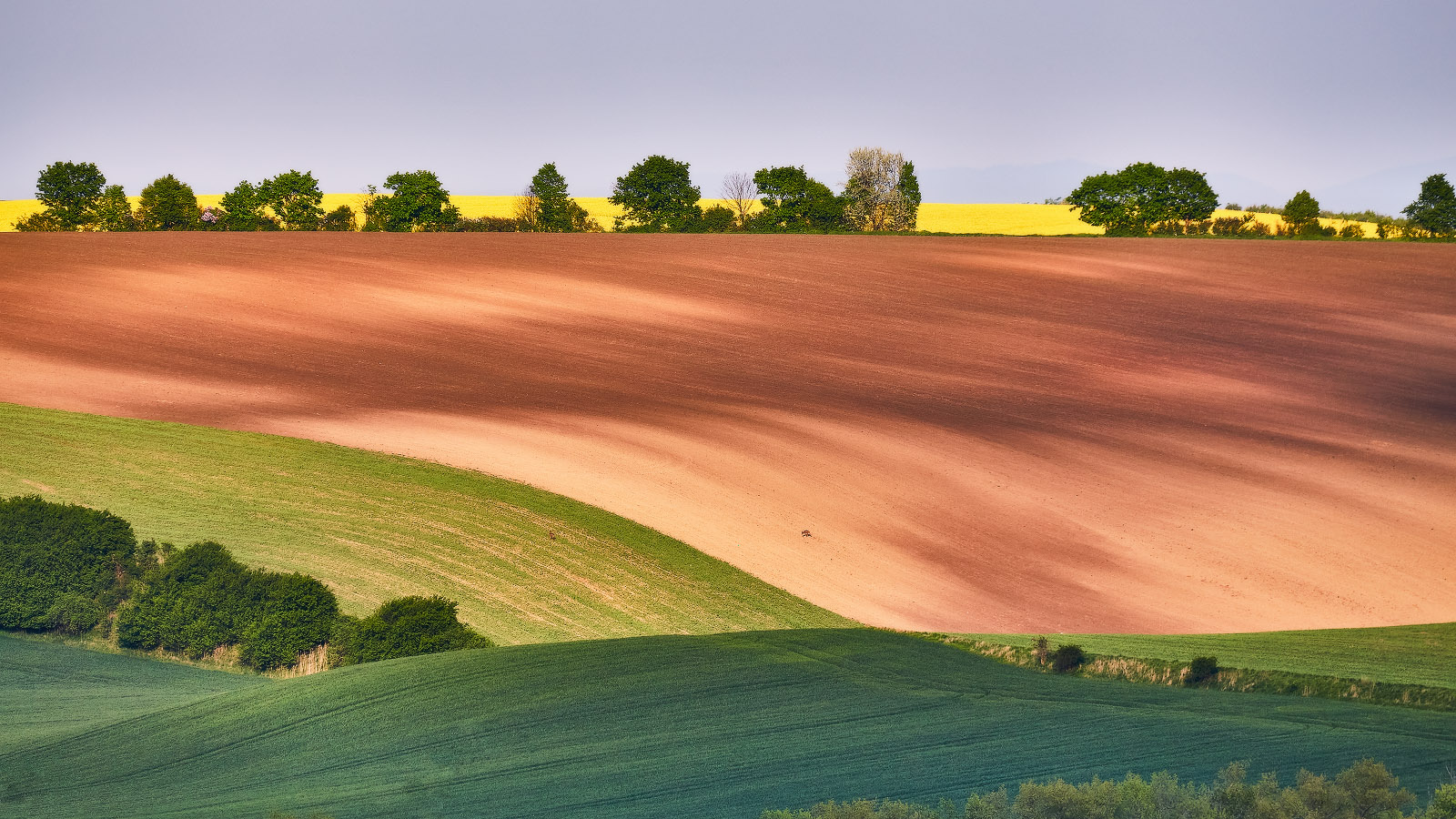 Моравские косогоры и две косули