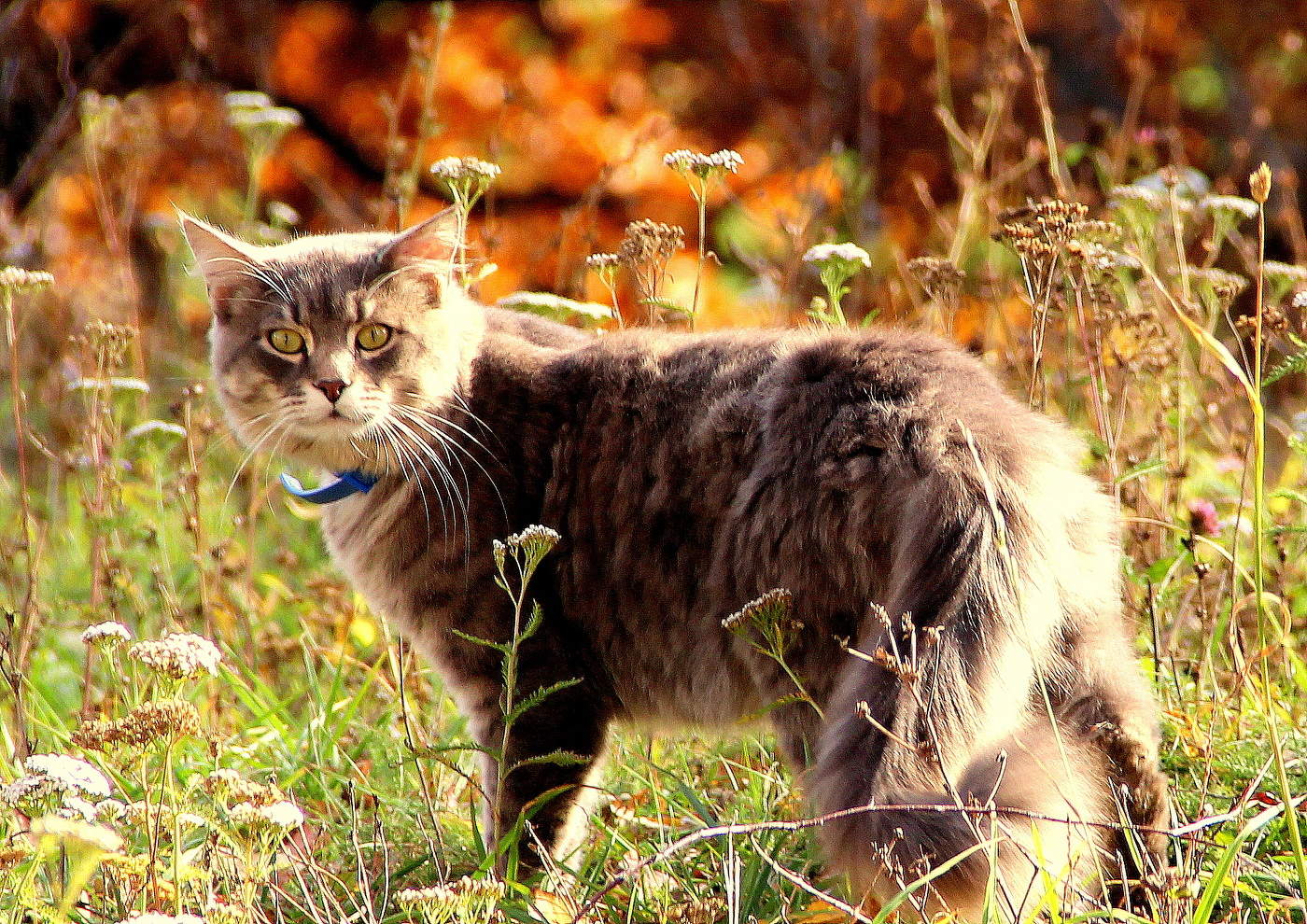 Местная красавица!