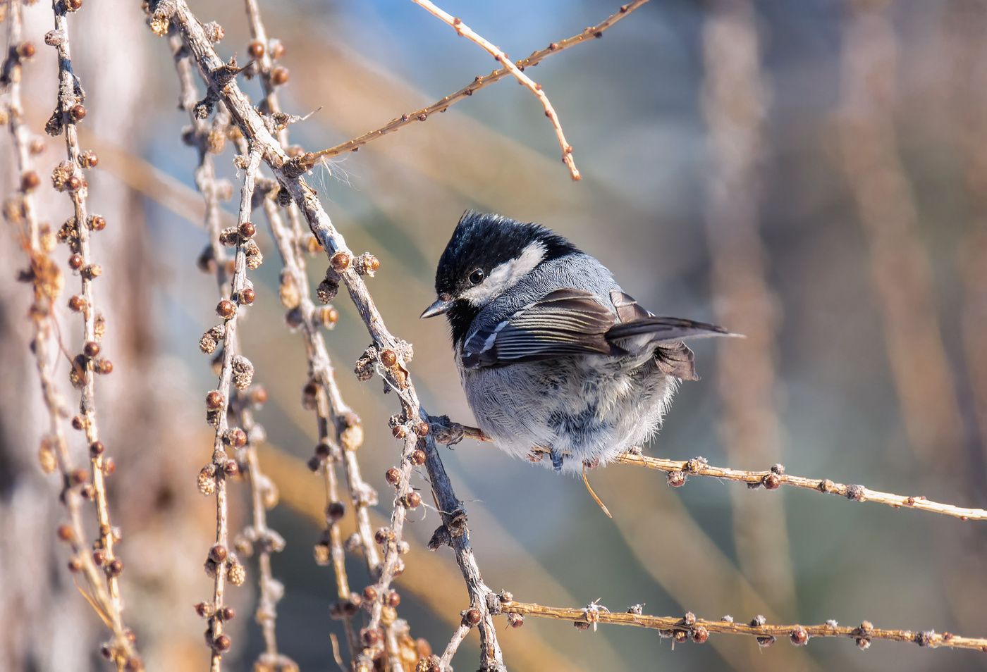 синичкины хвостики..