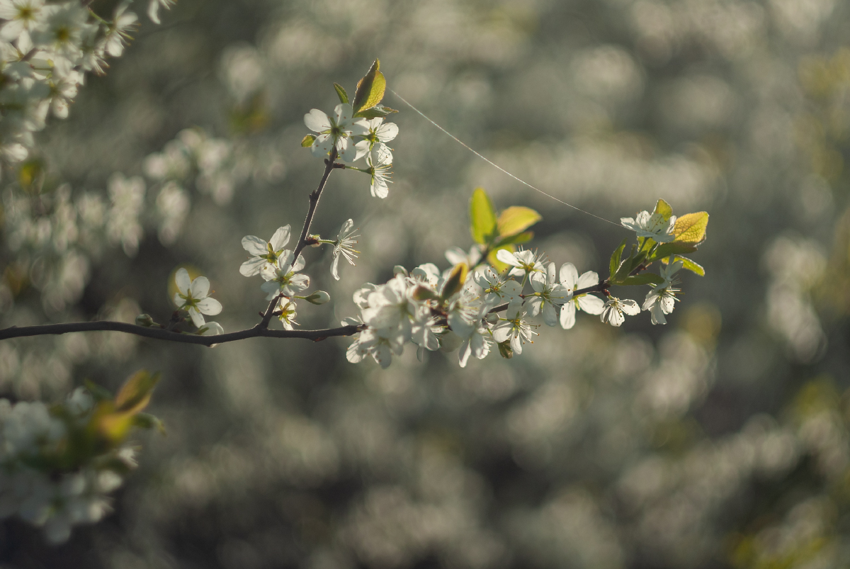 Майская вишня