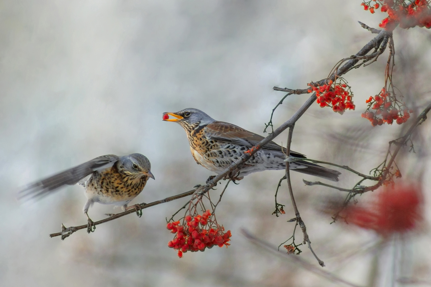 Вы слыхали как едят дрозды?