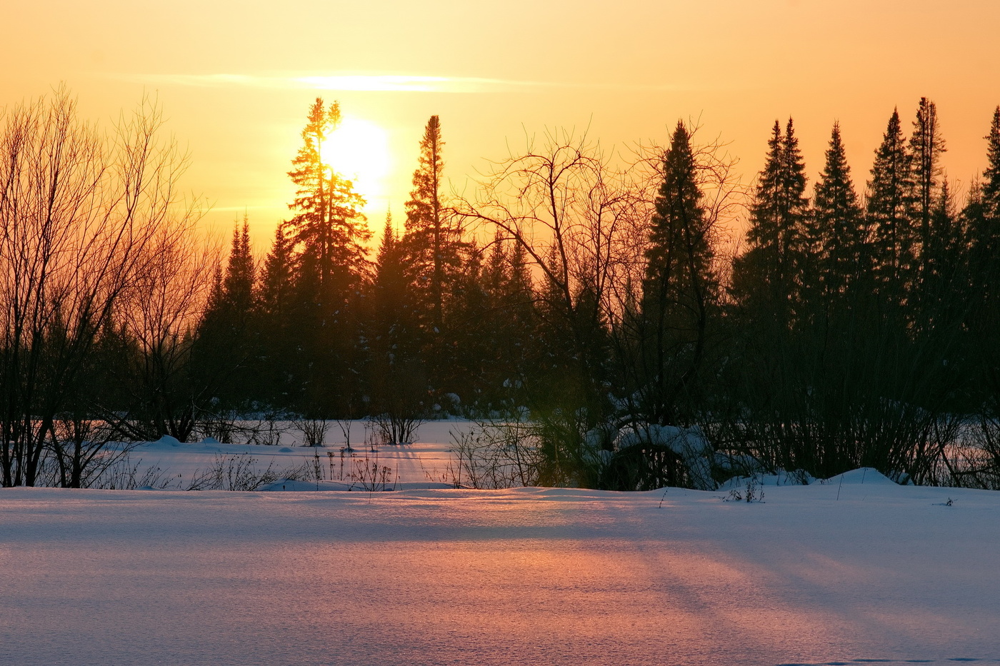 *Закат в лесу.**