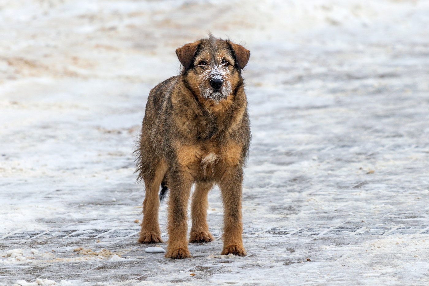 Собачий БОМЖ.