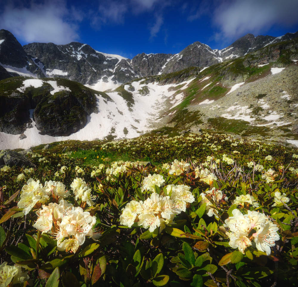 Цветут рододендроны