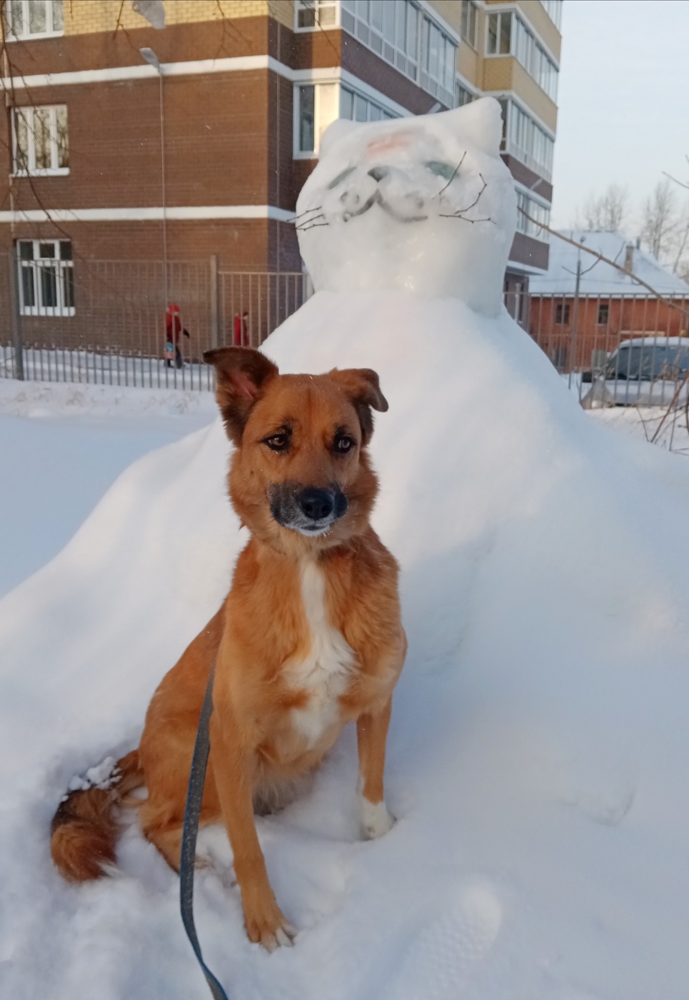 Пёсик на фоне котика..