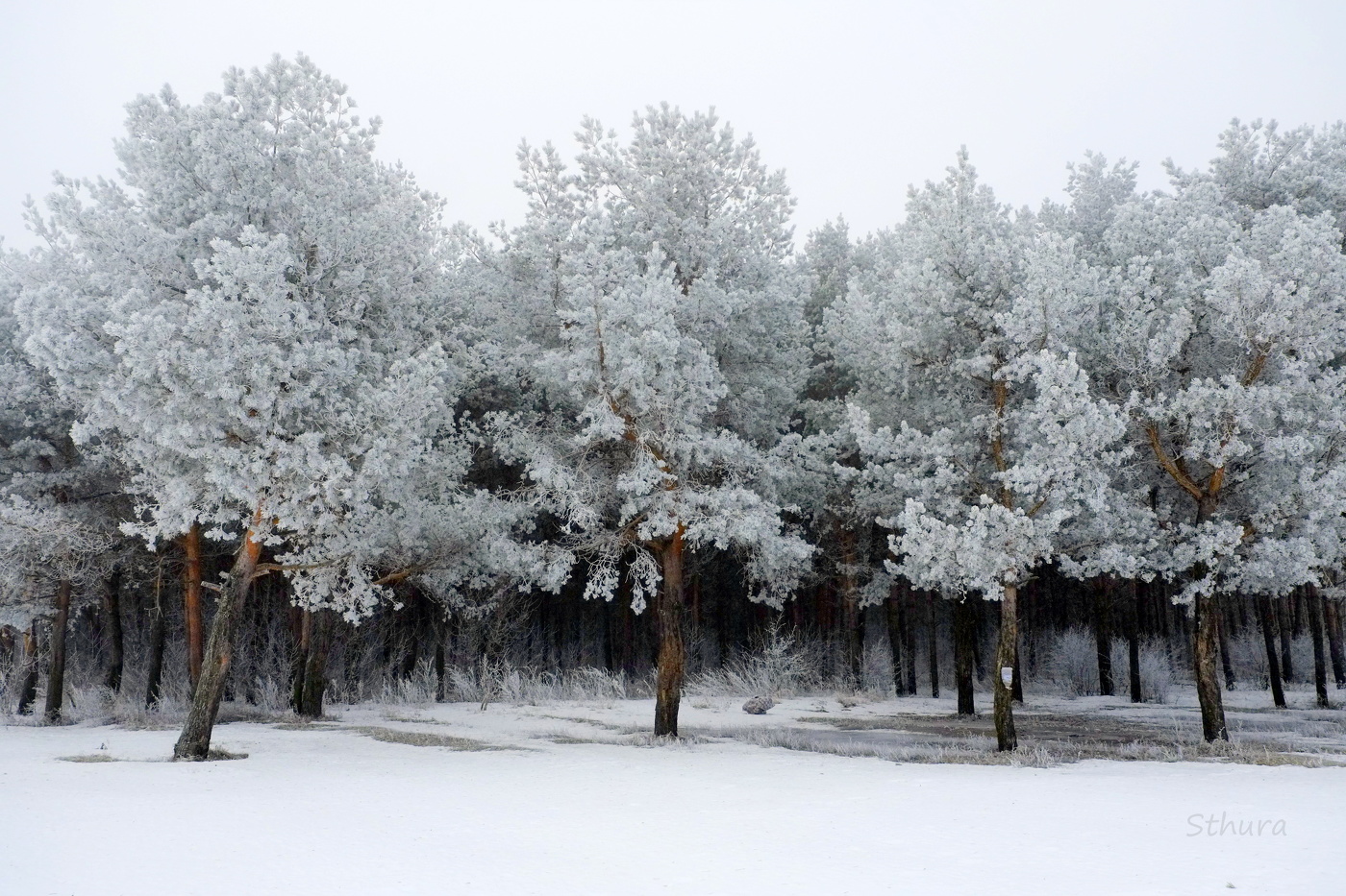 Зимние сосны.