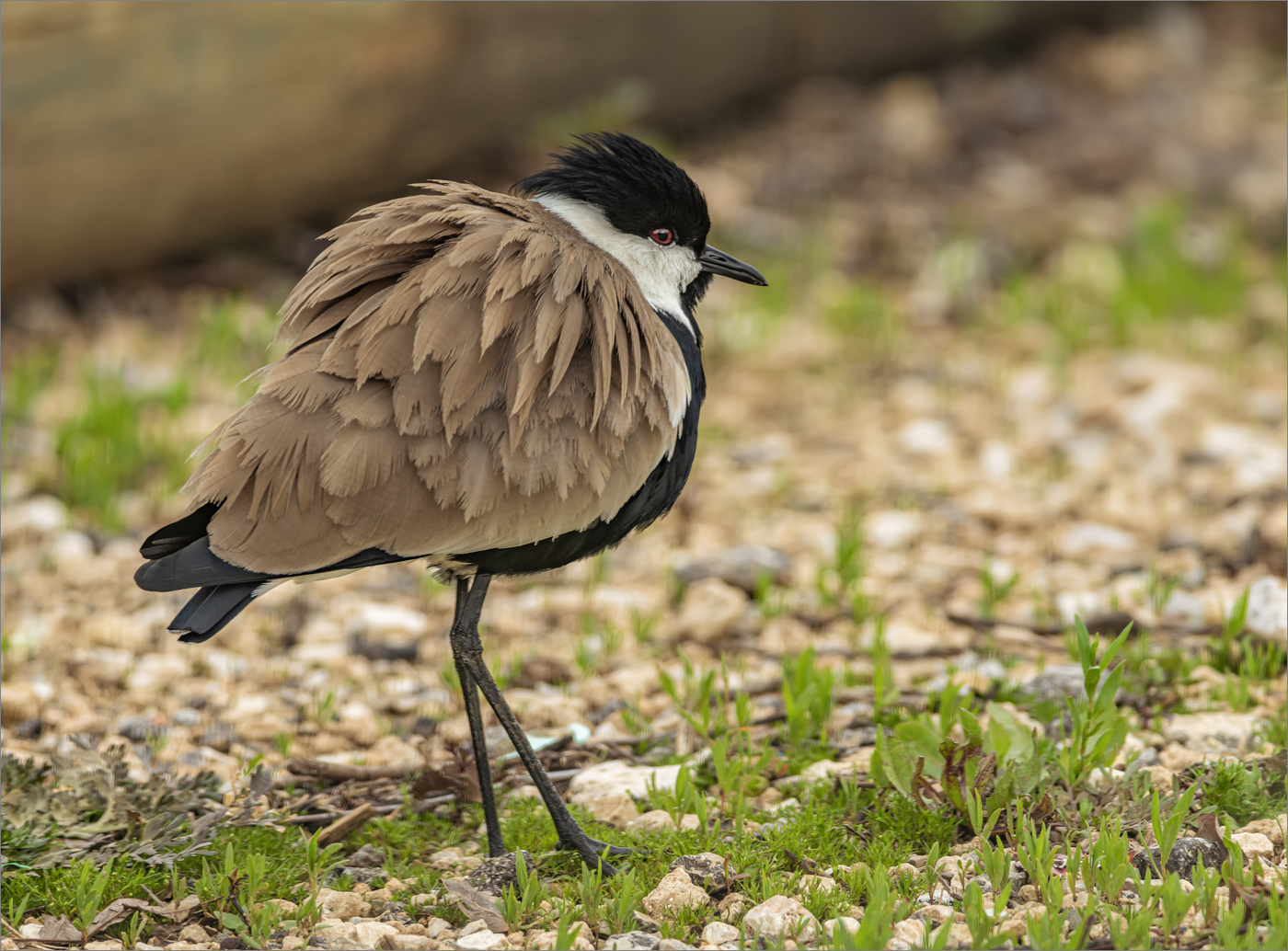 У дороги чибис...