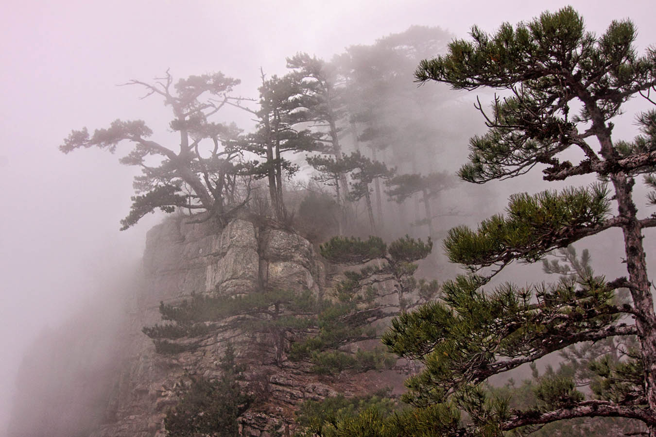 Сосны Ай-Петри