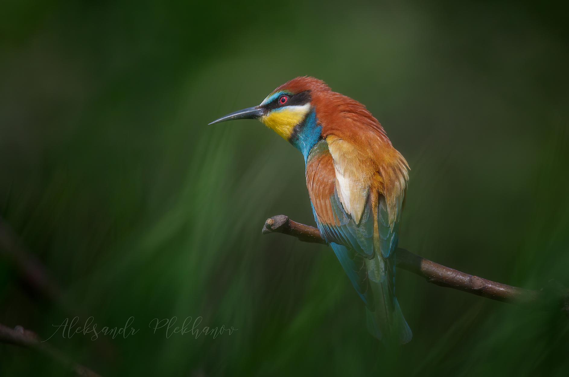 В высокой траве