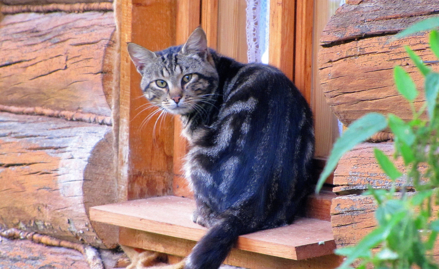 Неожиданная встреча.