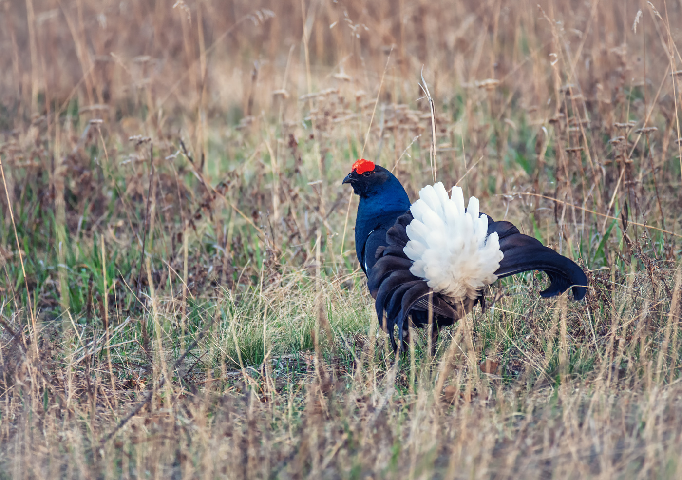 тетерев косач