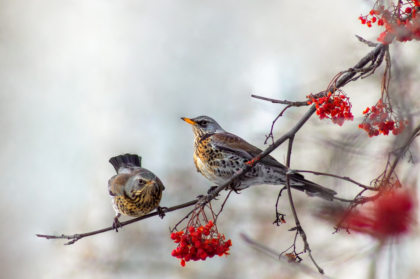 Спокойствие, главное спокойствие!