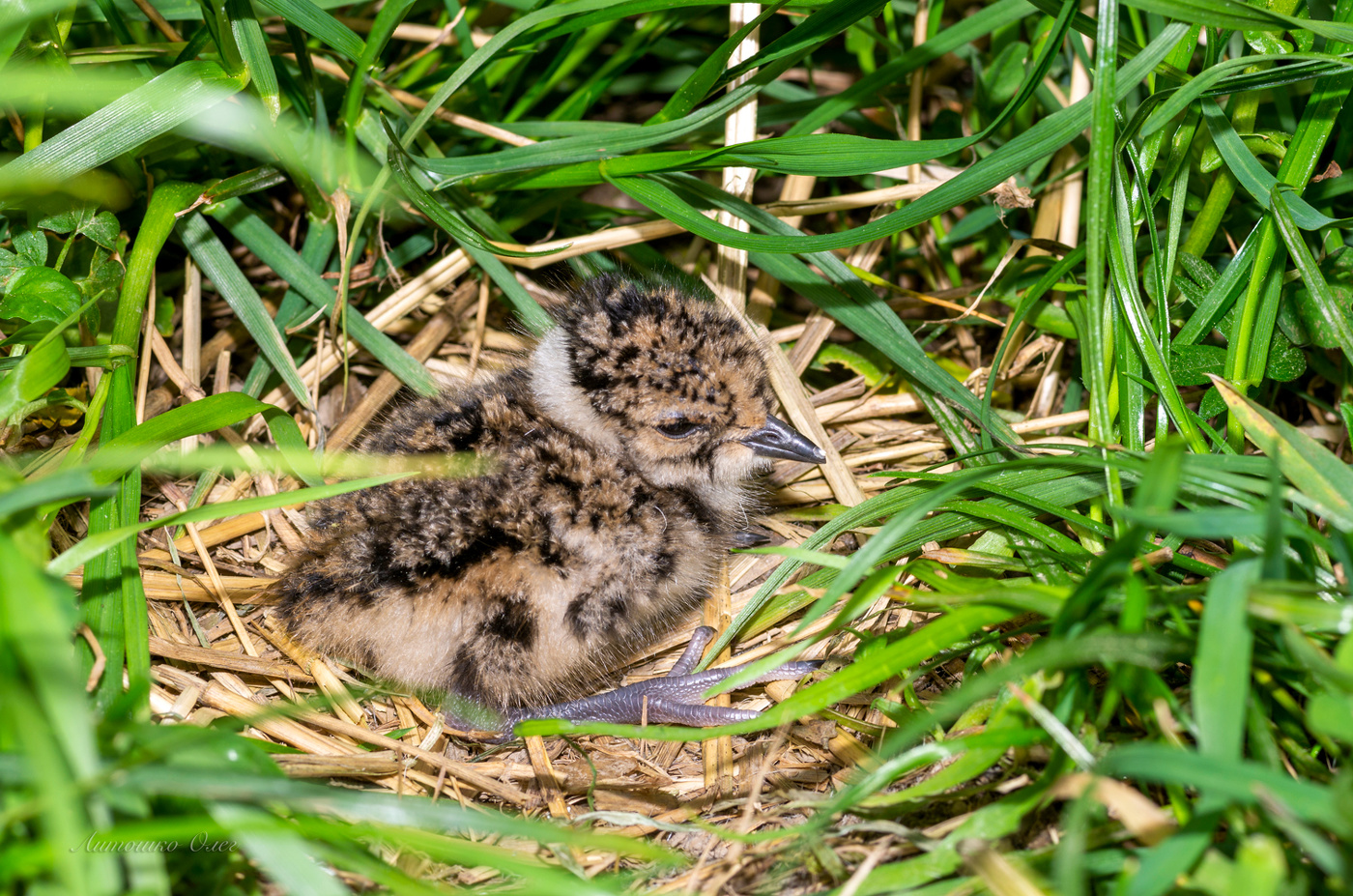 Только что вылупившийся птенец чибиса.